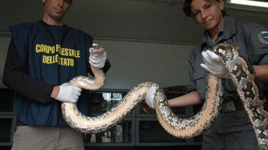 Un pitone albino come corriere della droga