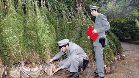 I consigli della Forestale per mantenere in salute le nostre piante