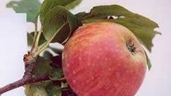 Killer della frutta, è un moscerino piccolo ma pericoloso