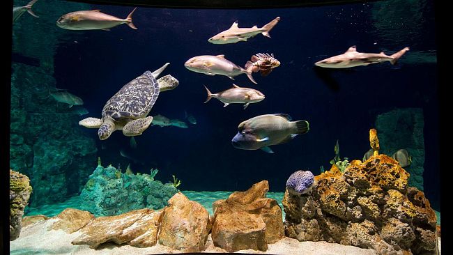 Acquario di Livorno: le novità per la stagione 2012