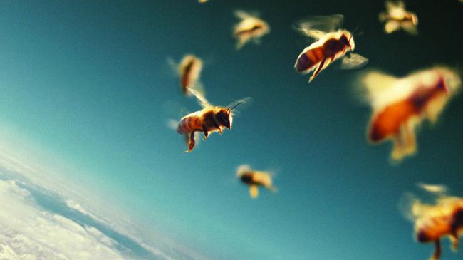 Cinema: a Odeon Firenze l'anteprima del film-denuncia sul mondo delle api