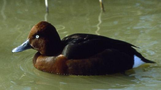 Fucecchio: ucciso raro esemplare di Moretta tabaccata