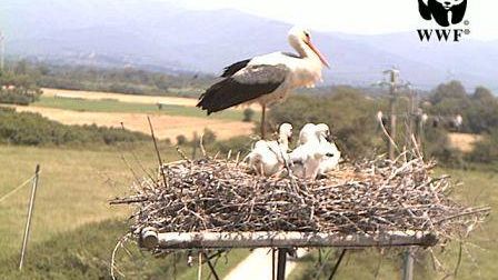 Bolgheri: una webcam documenta la vita delle cicogne bianche nell’Oasi del Padule