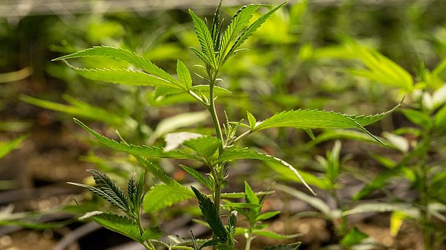 Cannabis terapeutica: assoluzione per De Benedetto