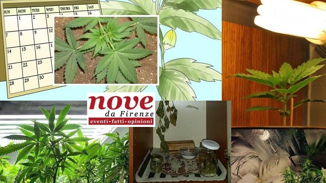 Cannabis, Canapa o Marijuana: produrla in casa, istruzioni e curiosità