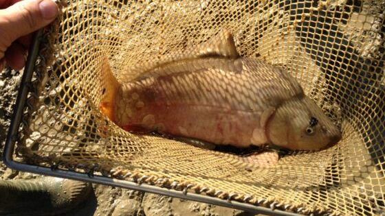 Medio Valdarno: pesci spostati in caso di stress