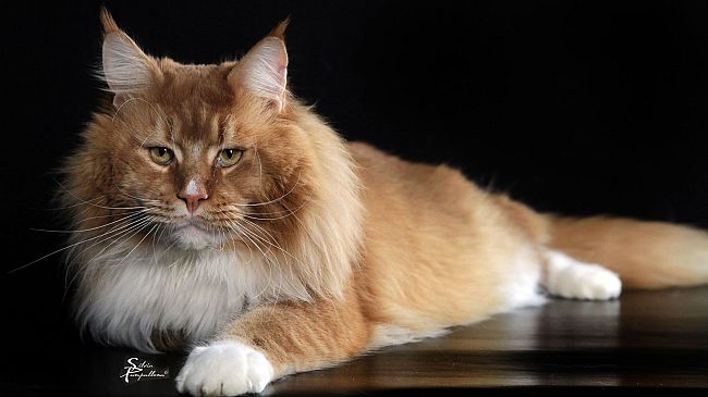 Sabato 25 e domenica 26 marzo la mostra 'Un Gatto per amico'