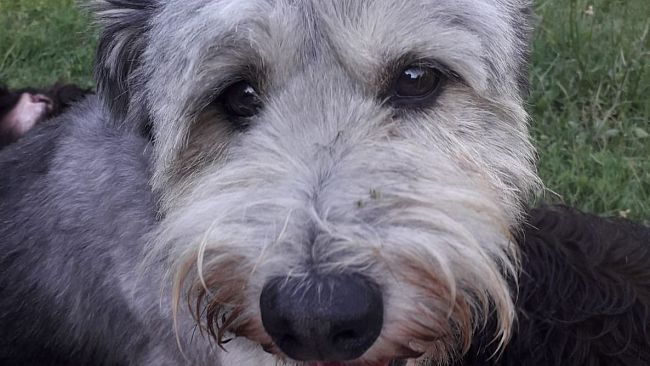 Oggi 26 agosto la Giornata internazionale del cane