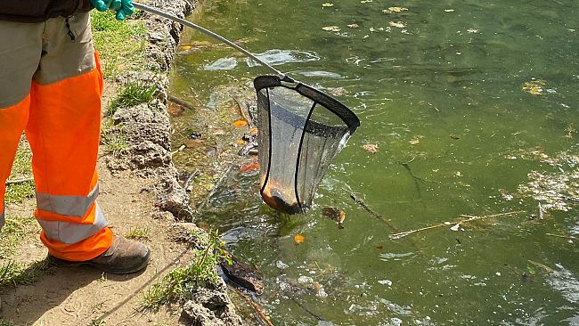 Fontana del giardino del Bobolino: strage di pesci