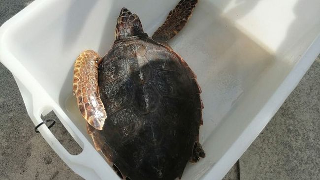 La tartaruga Pasqualina ha recuperato la libertà