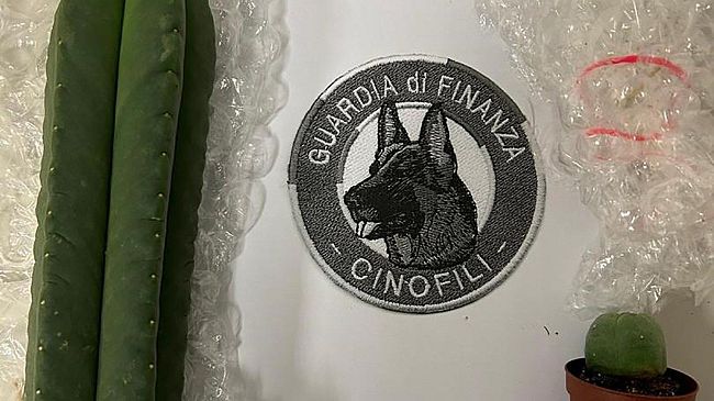 Pisa: sequestrate piante contenenti Mescaline
