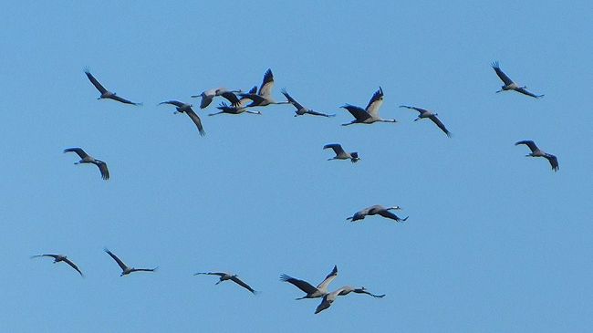 Migliaia di Gru transitate sul Padule di Fucecchio