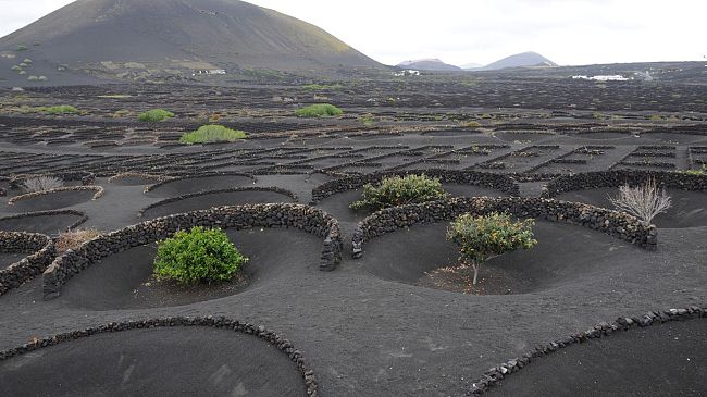 Sviluppo sostenibile: in Toscana nove siti potenziali del patrimonio Fao