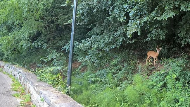 Ungulati in città: avvistamenti a Firenze