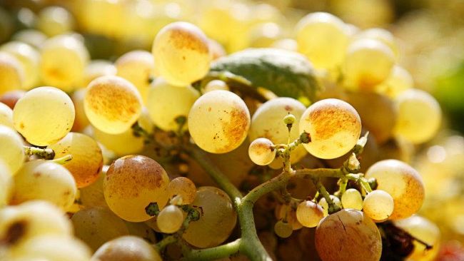 Benvenuto Vermentino 2012 incontra la XXVI rassegna dell’Olio d’Oliva