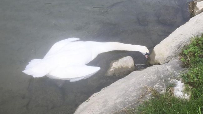 Trovato Morto il Cigno della Fossa dell'Abate