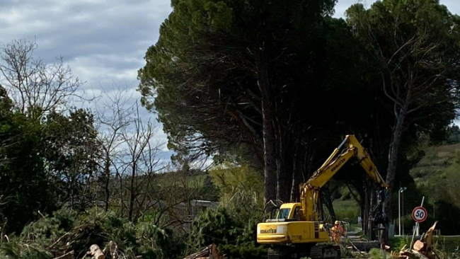 Lipu Firenze: attenzione ai nidi
