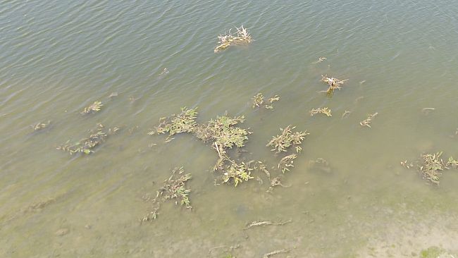 Come stanno i fiumi toscani? Il punto dell'Arpat