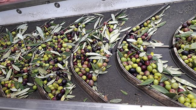Partita la raccolta delle olive in Toscana