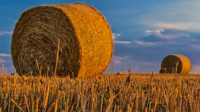 2026: un raccolto record non sta salvando l'agricoltura