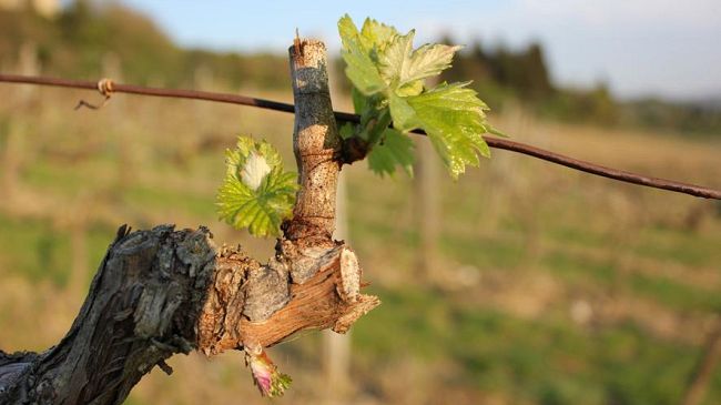 Valvirginio verso l'approvazione del bilancio 2019