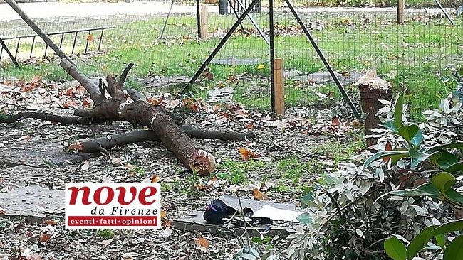 Oltrarno, cittadini in allarme per gli alberi: il caso Nidiaci