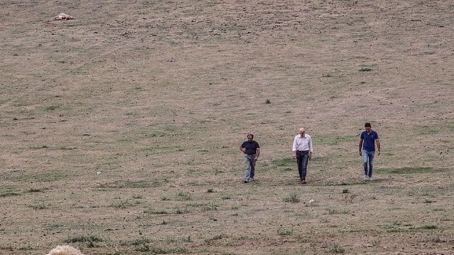 ​Attaccate dai lupi 70 pecore: Azienda agricola in ginocchio