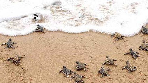 Tutela delle tartarughe marine e dei loro cuccioli, amici ormai della Toscana