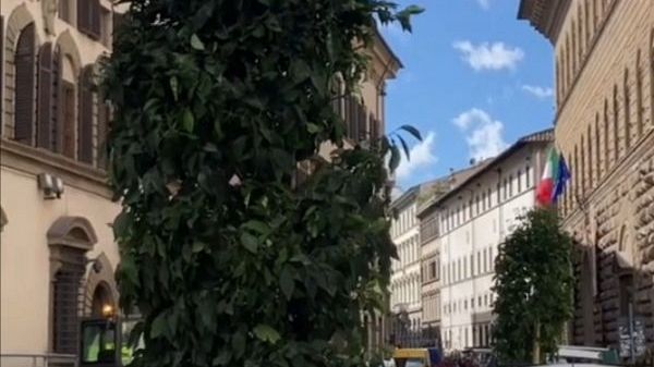 Parassiti negli aranci in via Cavour?