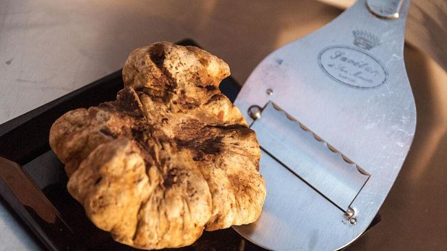 Si lavora già alla Mostra Mercato Nazionale del Tartufo Bianco di San Miniato