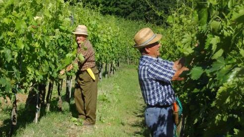 vendemmia