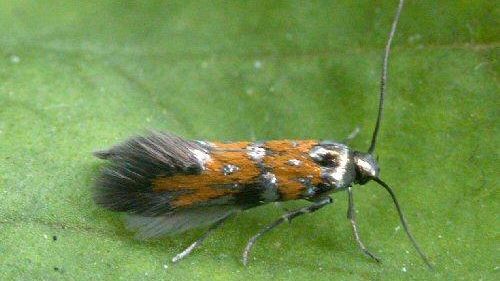 Pomodori fiorentini: attenzione alla Tuta Absoluta