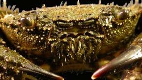 Libri: la guida naturalistica <I>I Crostacei dell'Argentario</I>