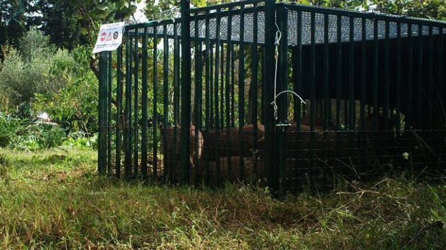 Careggi: catturati 3 cinghiali dentro l'area ospedaliera