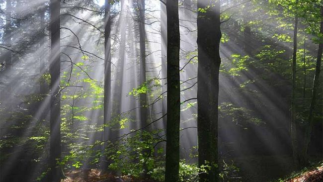 Foreste casentinesi: 30 foto per 30 anni di Parco nazionale
