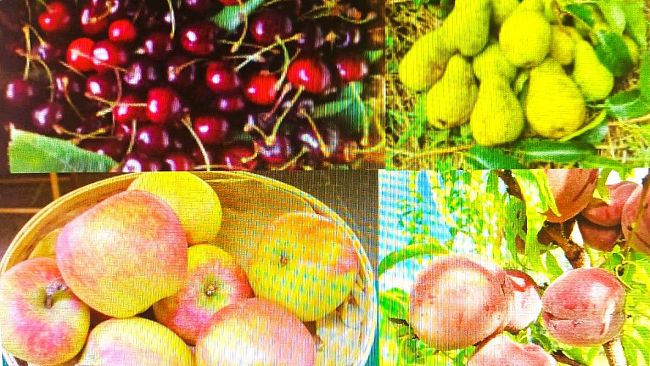 Salvate 24 varietà antiche di alberi da frutto del Casentino