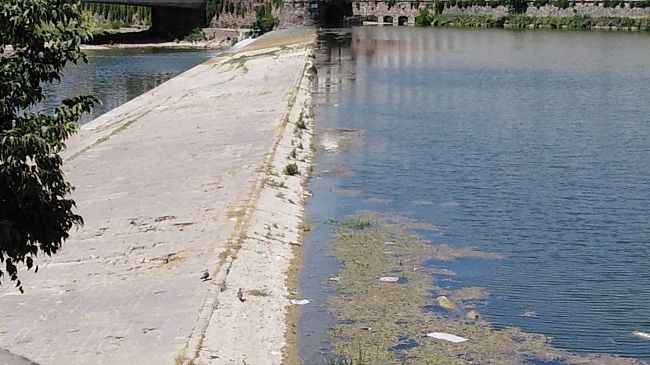 Arno, stanno tornando le alghe