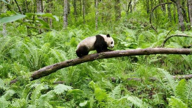 ‘Earth’: viaggio eccezionale nelle meraviglie del mondo