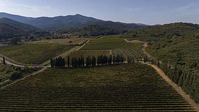 Si presenta a Firenze a febbraio la vendemmia 2024