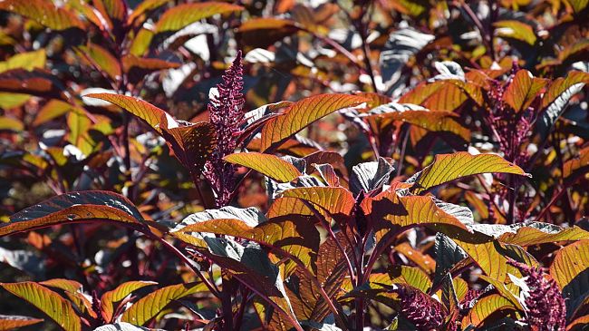 'Sangorache' la bevanda fiorentina a base di amaranto