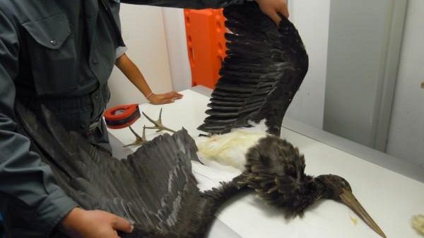 Fucecchio: uccisa una rara cicogna nera