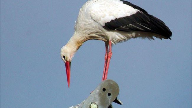 Padule di Fucecchio: cicogne anche d'inverno?