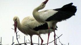 Cicogne di Fucecchio: la coppia è ancora innamorata