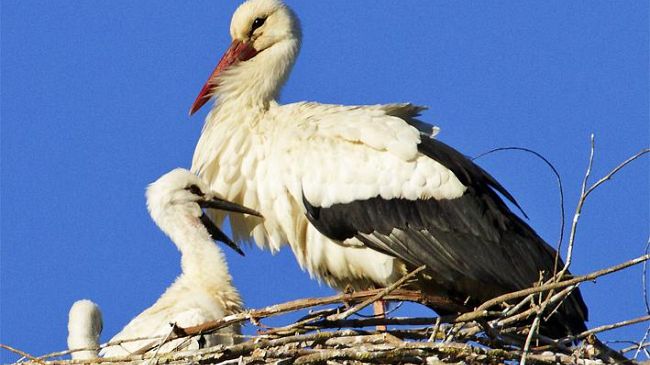 Le cicogne bianche dell’Oasi WWF Padule tornano a casa