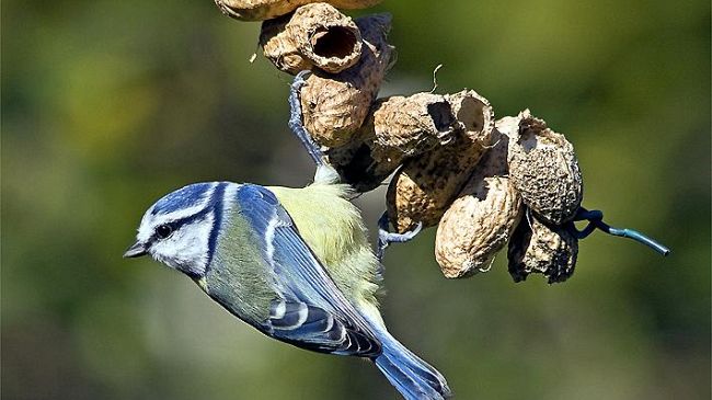 Corso Birdgardening - Un giardino per la fauna selvatica”