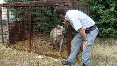 Incidenti stradali causati dai cinghiali? Discussione in Provincia di Firenze