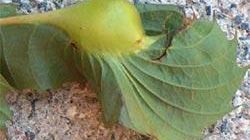 Minaccia cinese per i castagni toscani: arriva il 'cinipide galligeno'