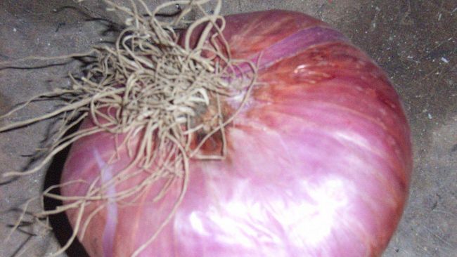 Bagnone (Massa-Carrara): a maggio Nozze tra Madama la Cipolla di Treschietto con Messer Vino