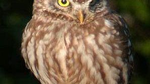 Notte Europea della Civetta a Orti-Bottagone e Sterpaia