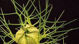 Bardini Boboli Project  di Michele Dantini, dal 18 maggio (ore 18.30) al 7 ottobre 2007